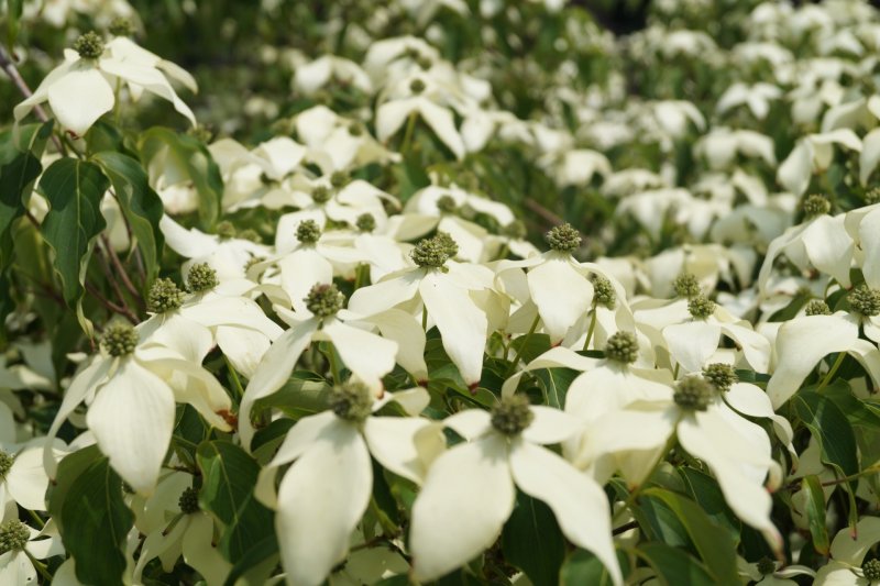 Дерен Cornus Kousa