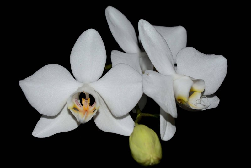 Phalaenopsis Aphrodite