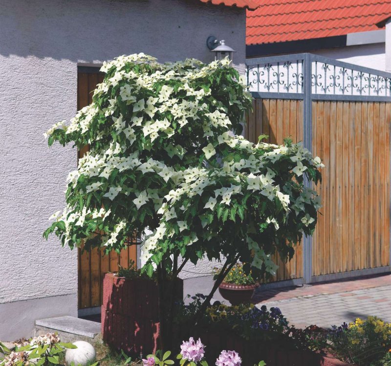 Дерен Kousa chinensis