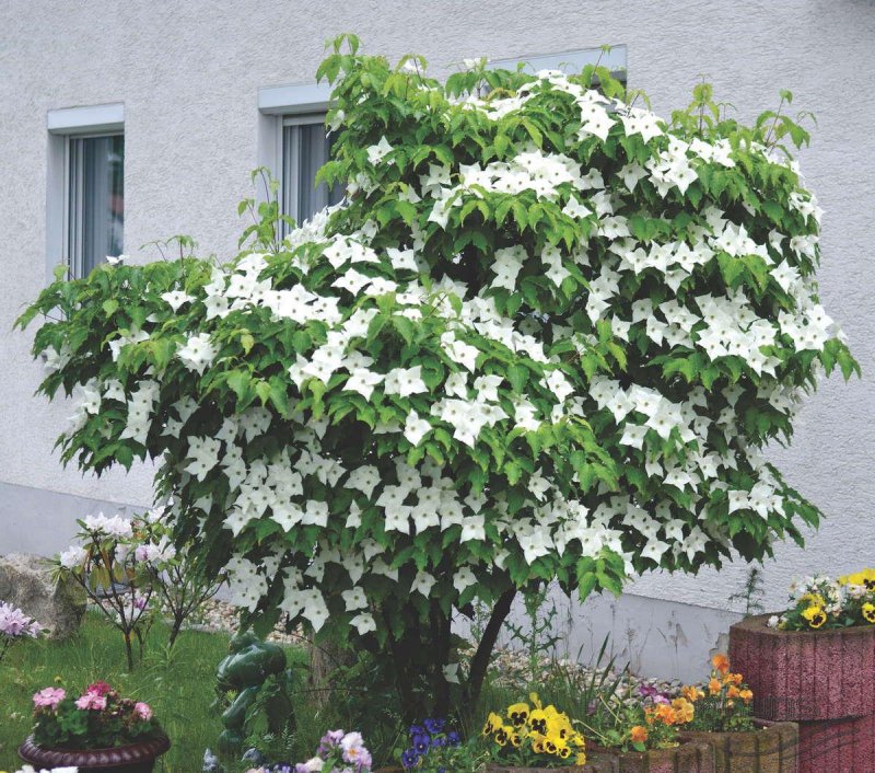 Cornus Kousa «Schmred» — дерен Коуза «Schmred»