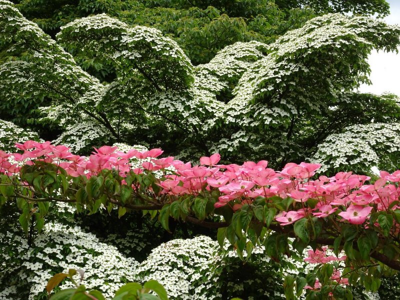 Cornus Kousa Miss Satomi