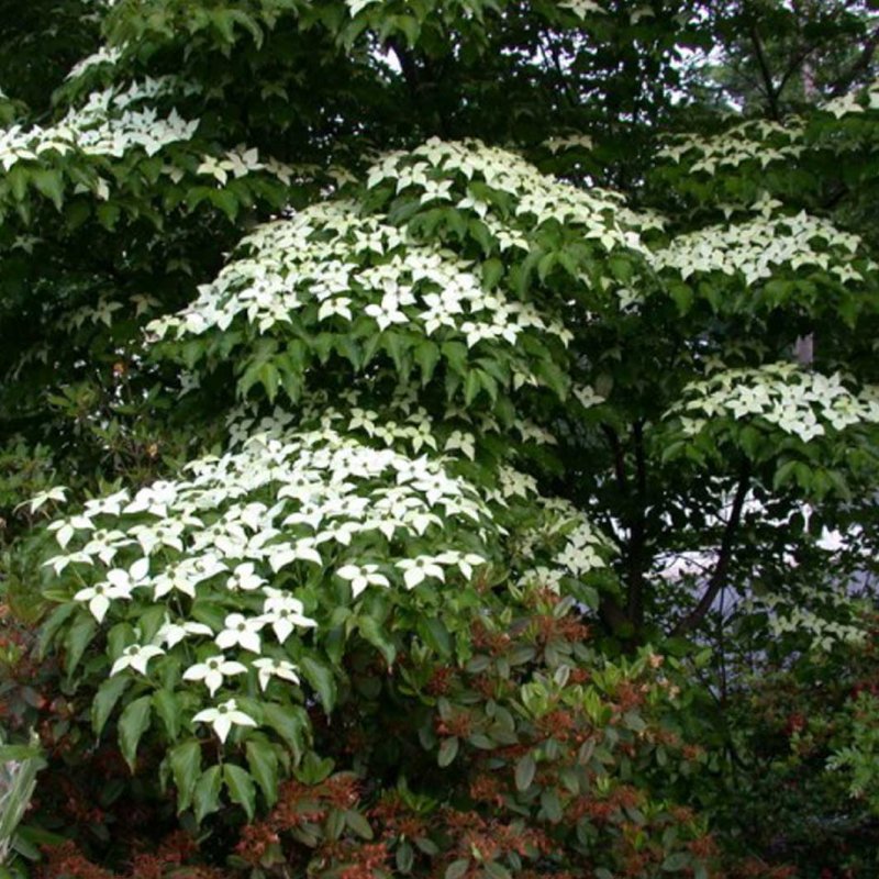 Дерен Коуза (Cornus Kousa chinensis p9)