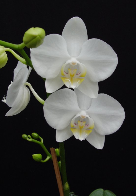 Phalaenopsis Aphrodite Орхидея Афродита