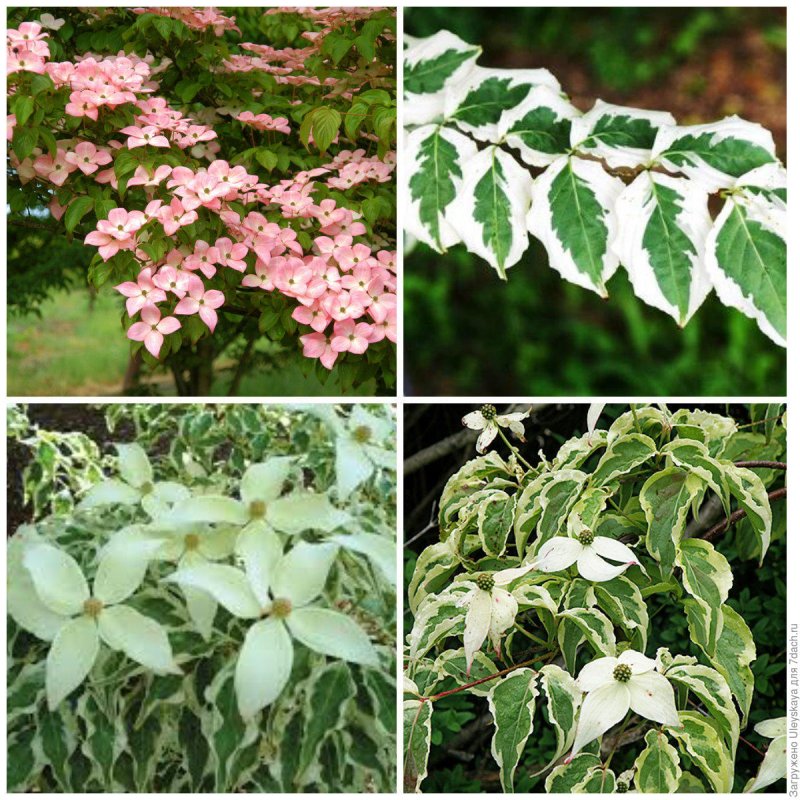 Cornus Kousa 'Beni-Fuji'