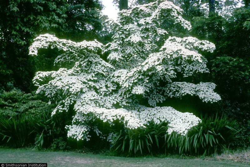 Cornus Kousa
