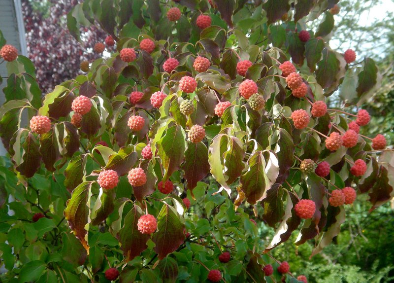 Cornus Kousa Weisse Fontaine