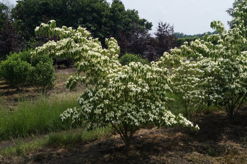 Cornus Kousa var. Chinensis (дерен)