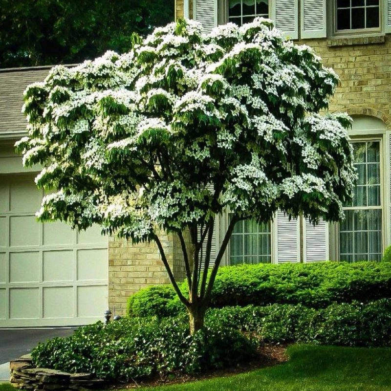 Cornus Kousa 'Satomi'