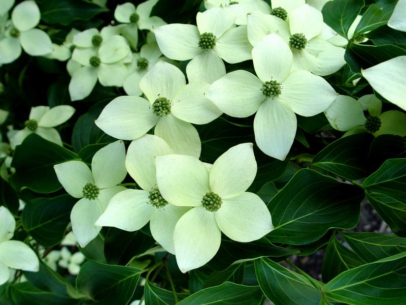 Дерен Коуза (Cornus Kousa chinensis p9)
