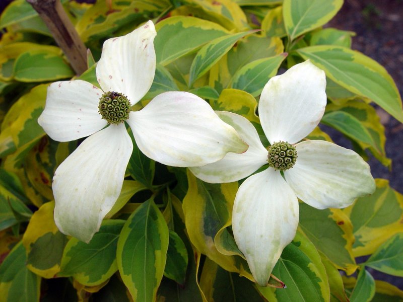 Дерен Коуза (Cornus Kousa chinensis p9)
