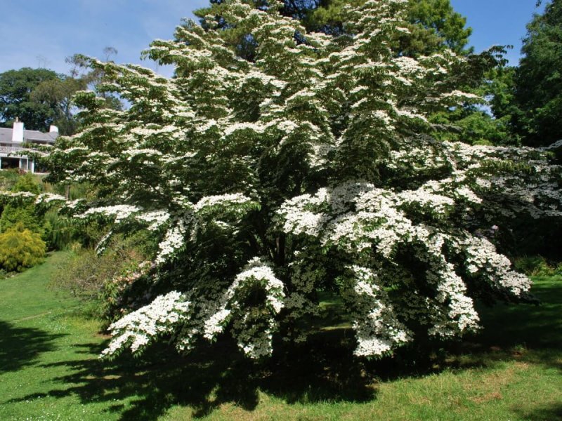 Дерен Kousa chinensis