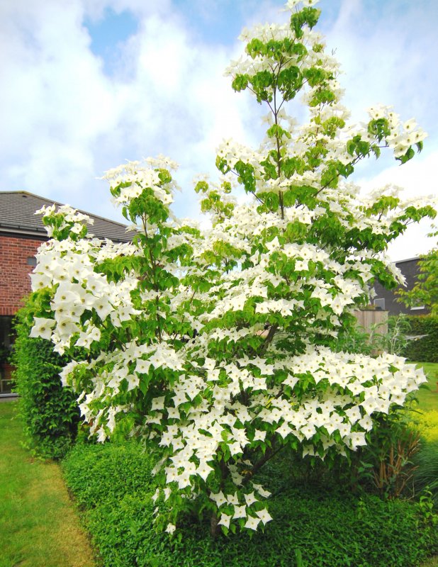 Дерен Коуза (Cornus Kousa chinensis p9)