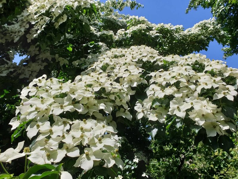 Дерен Коуза (Cornus Kousa chinensis p9)