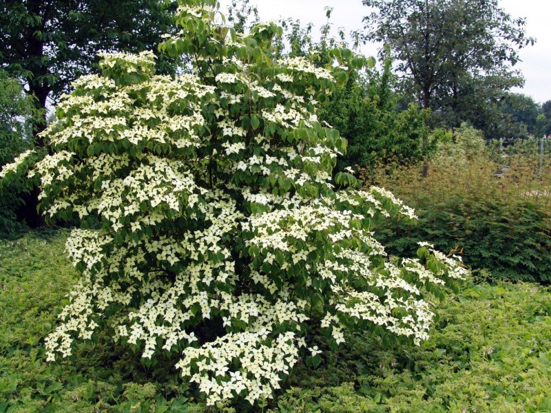 Дерен Коуза / Cornus Kousa