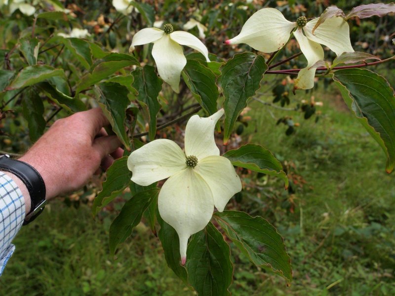 Дерен Коуза (Cornus Kousa chinensis p9)