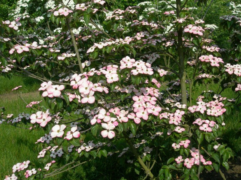 Cornus Kousa 'Satomi'