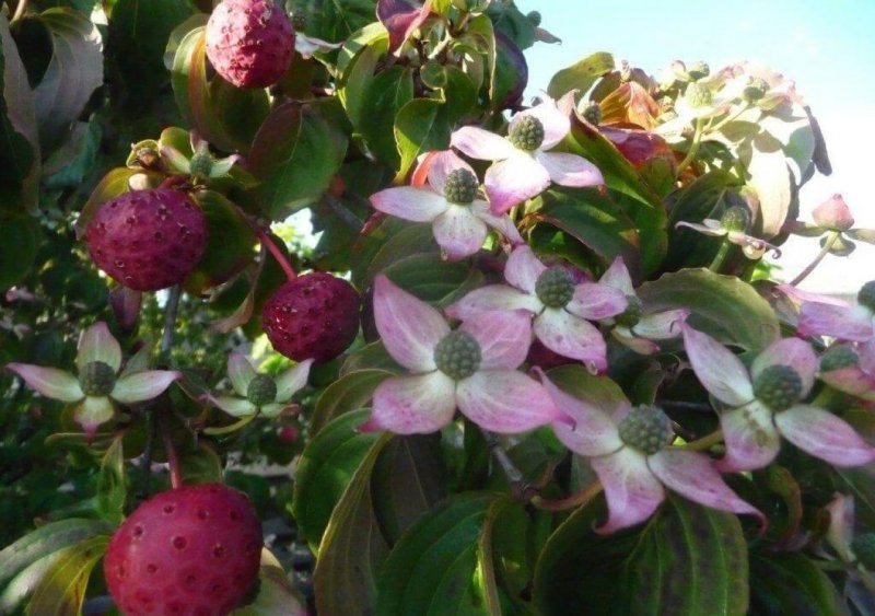 Дерен Коуза (Cornus Kousa chinensis p9)