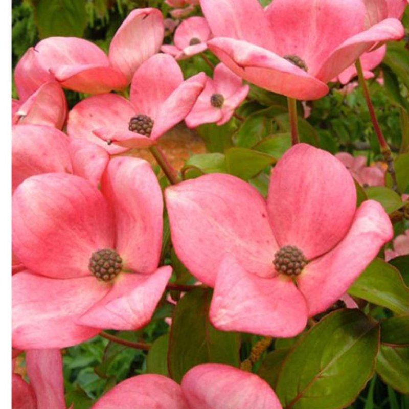 Cornus Kousa 'Satomi'