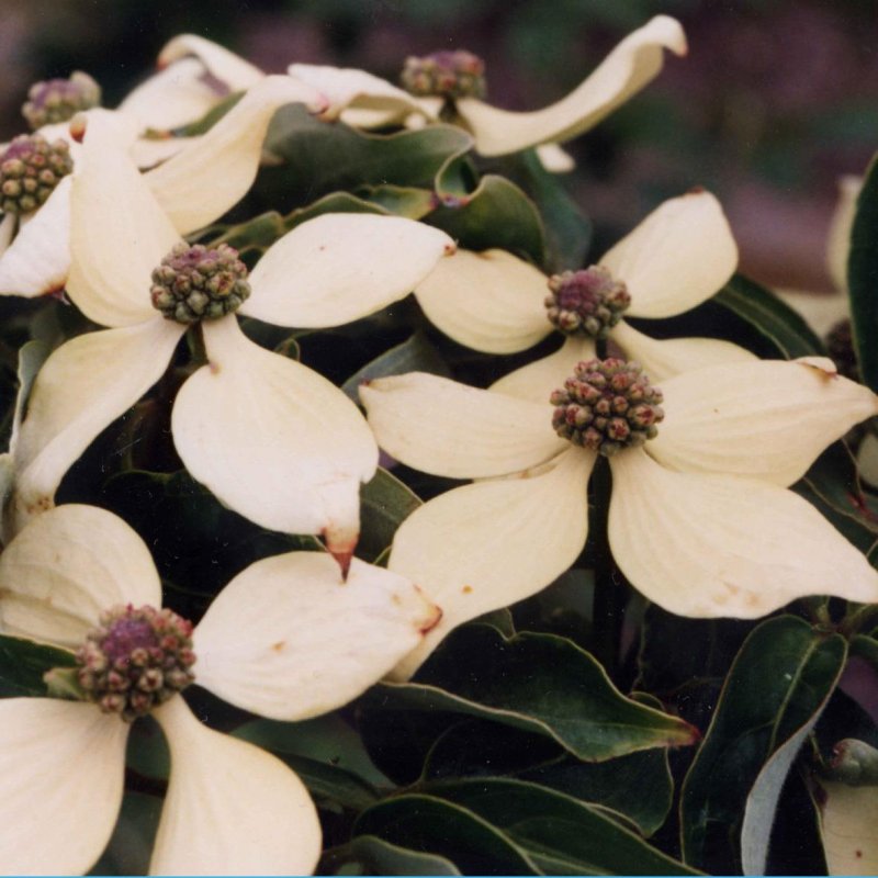 Дерен Cornus Kousa