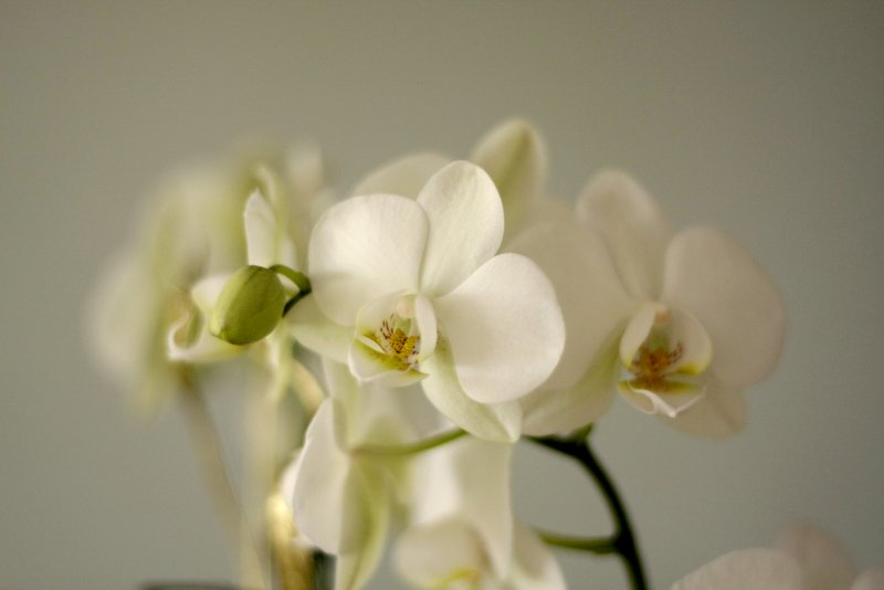 Фаленопсис Амабилис Phalaenopsis amabilis