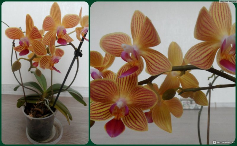 Phalaenopsis Aphrodite синяя