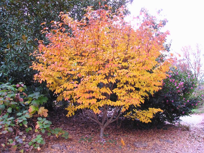 Дерен Коуза (Cornus Kousa chinensis p9)