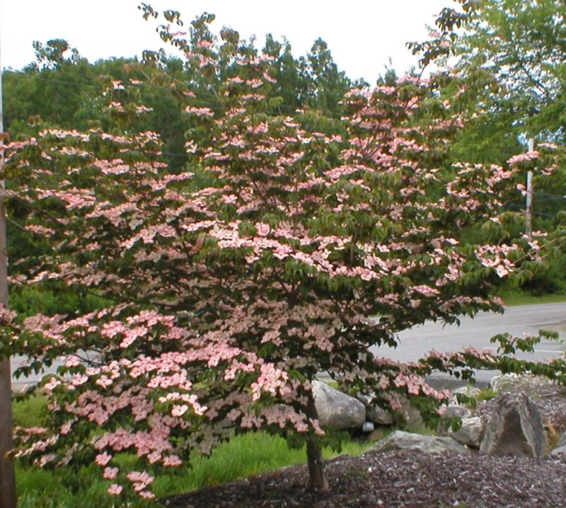 Дерен (Cornus Kousa chinensis)