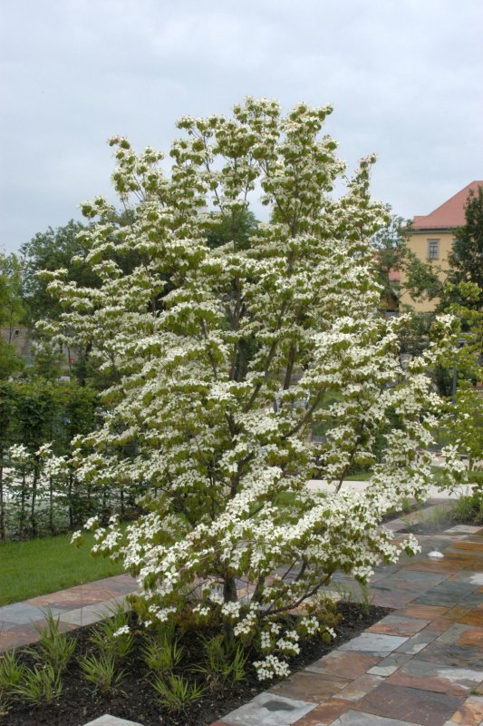 Дерен Коуза / Cornus Kousa