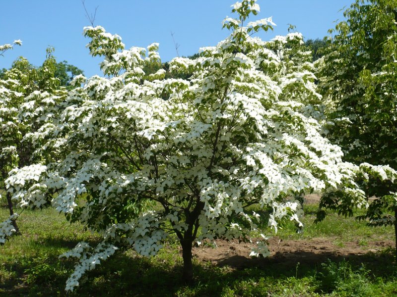 Cornus Kousa дерево