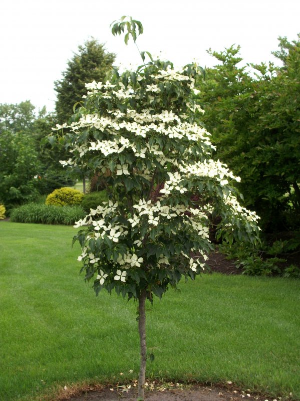Cornus Stellar Pink 'Rutgan'