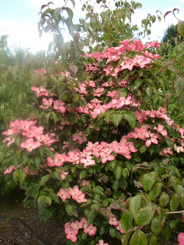 Дерен (Cornus Kousa chinensis)
