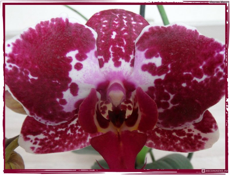 Фаленопсис amabilis
