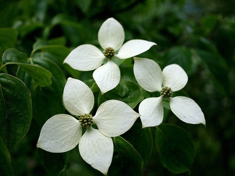Дерен Коуза / Cornus Kousa