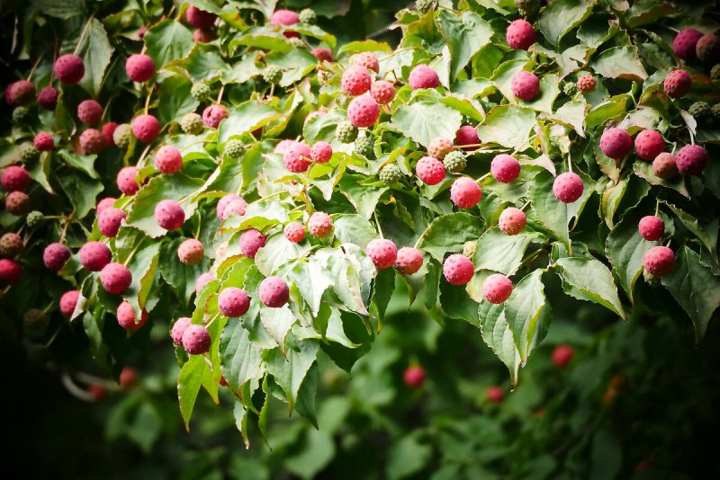 Дерен Cornus Kousa 'Milky way'