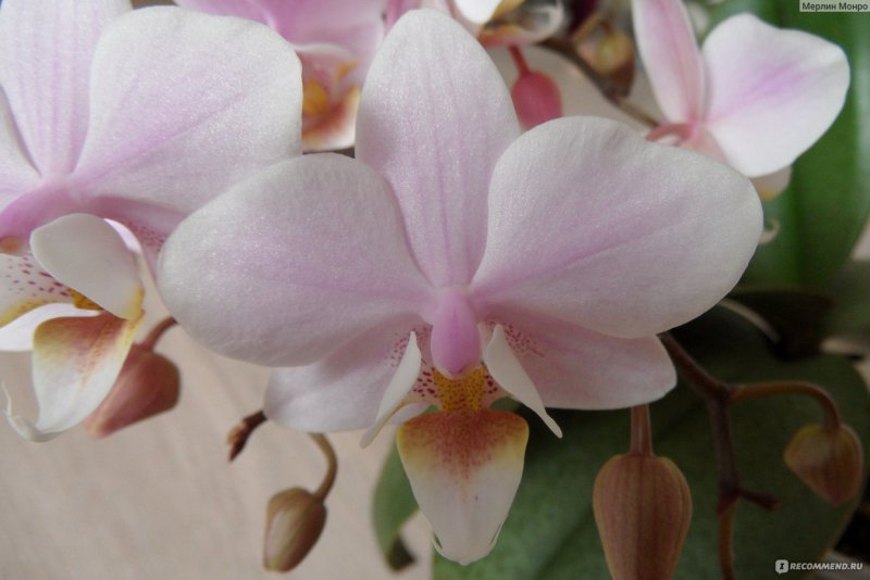 Aphrodita фаленопсис Орхидея