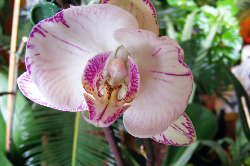 Bellina & amabilis