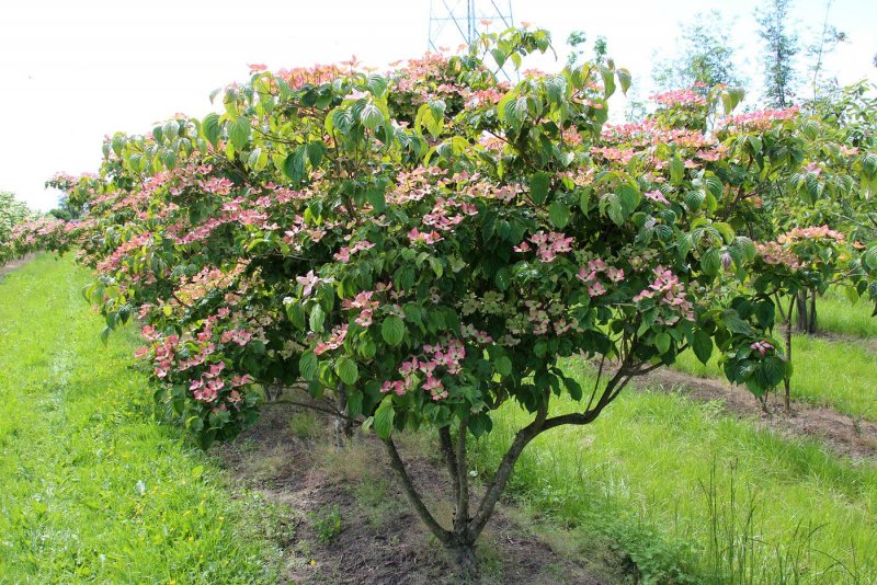 Cornus Kousa 'Satomi'