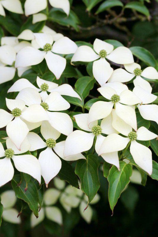 Дерен Cornus Kousa