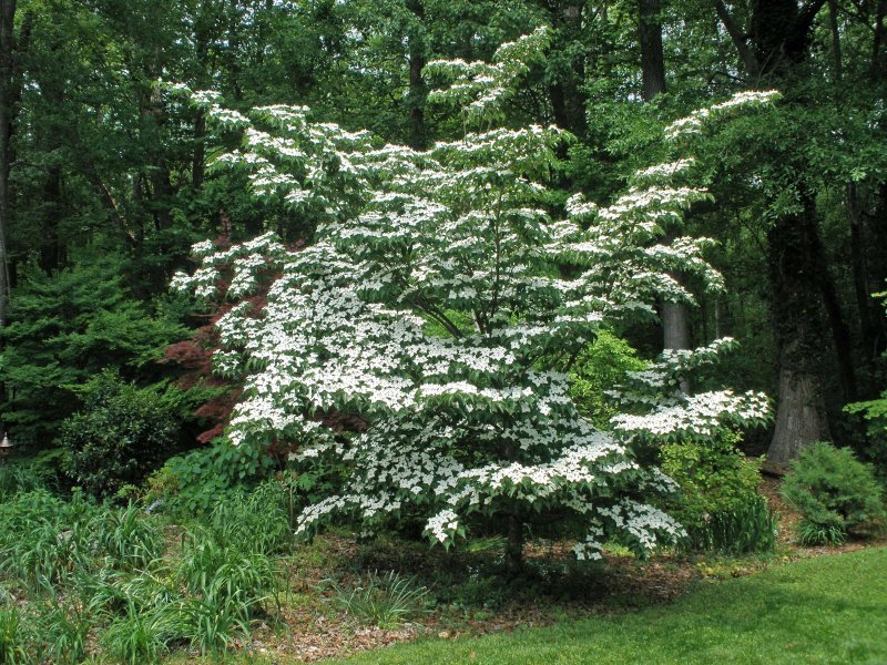 Дерен (Cornus Kousa chinensis)