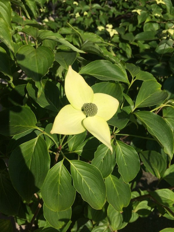 Дерен Cornus Kousa