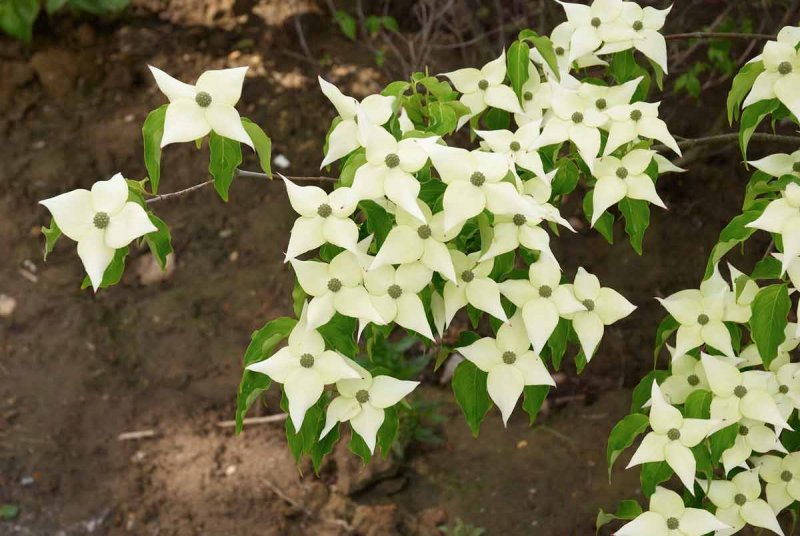 Дерен Коуза / Cornus Kousa