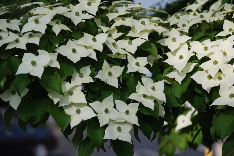 Дерен Cornus Kousa