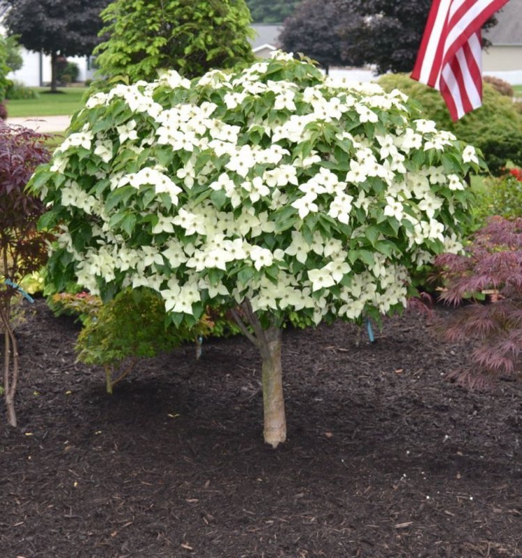 Дерен Коуза (Cornus Kousa chinensis p9)