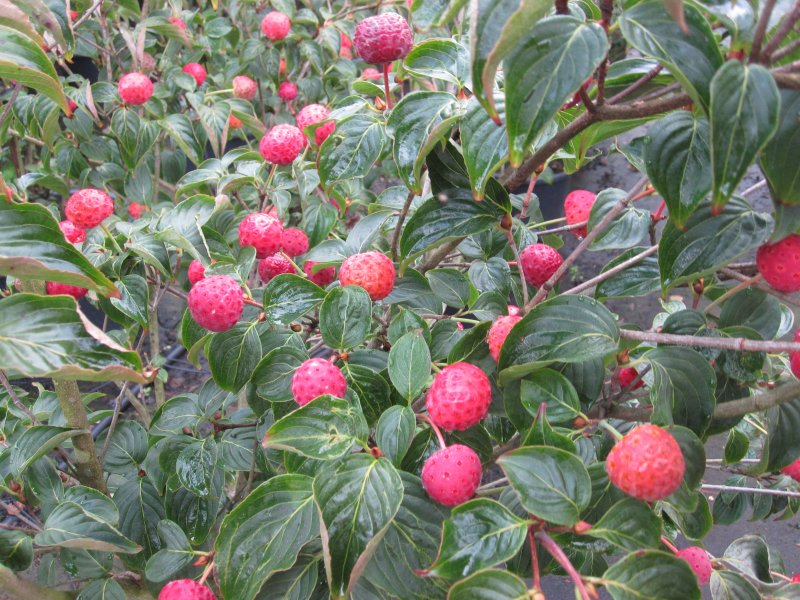 Дерен Cornus Kousa