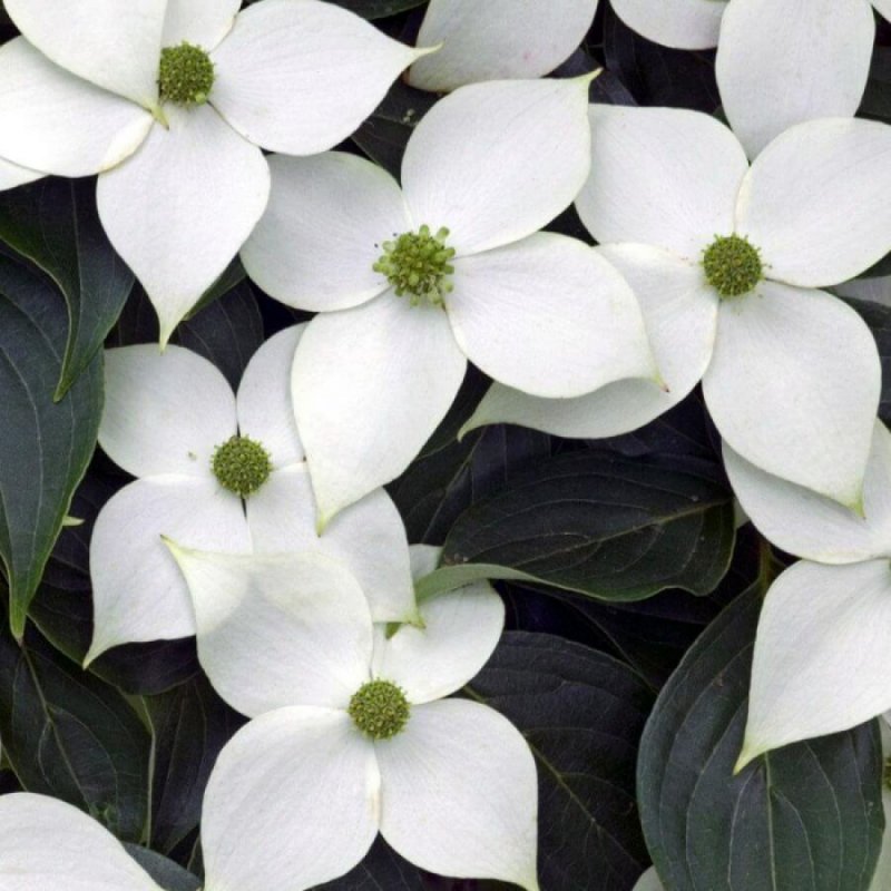 Cornus Kousa 'Rosy Teacups 'PBR