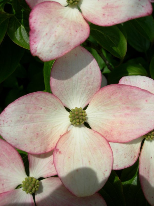 Дерен Коуза (Cornus Kousa chinensis