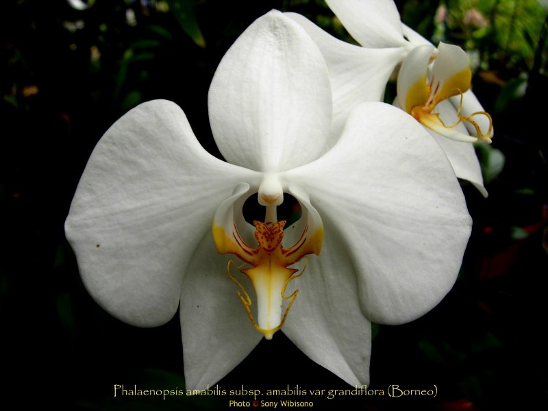 Aphrodita фаленопсис Орхидея