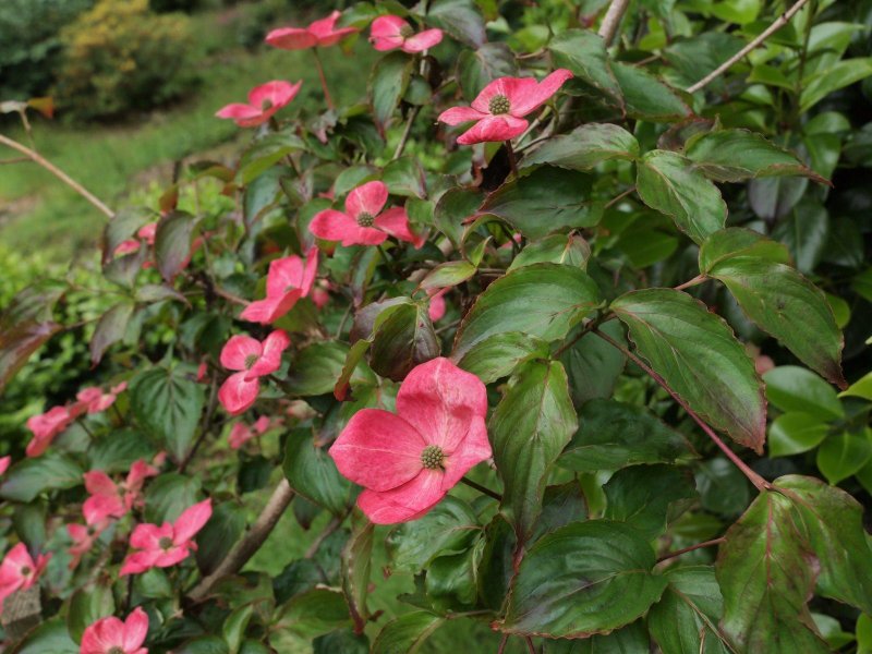 Дерен Коуза (Cornus Kousa chinensis p9)