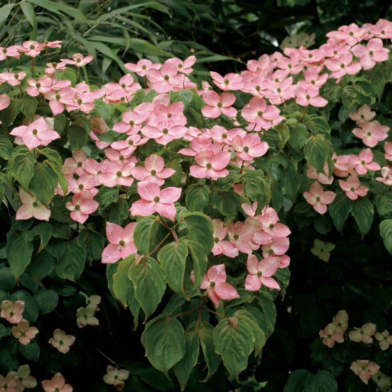 Дерен Коуза (Cornus Kousa chinensis p9)