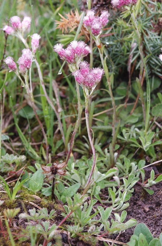 Кошачья лапка двудомная Antennaria dioica
